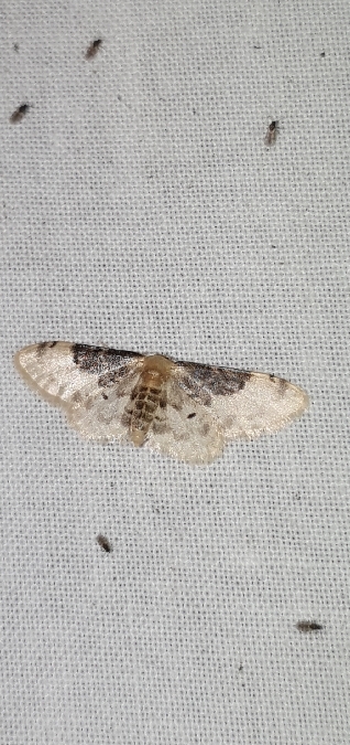 Idaea filicata  - Melchior Viallet