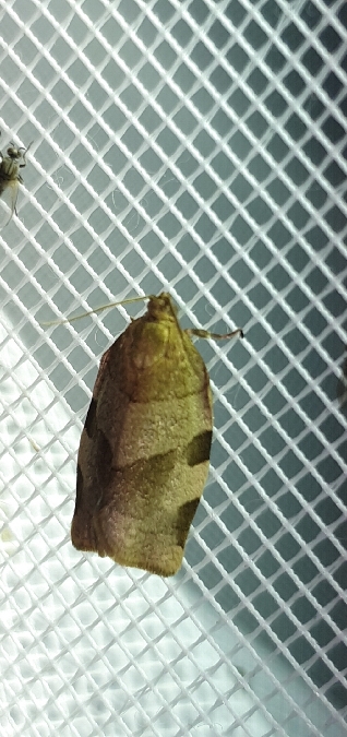 Choristoneura hebenstreitella  - Melchior Viallet