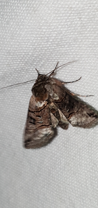 Abrostola tripartita  - Melchior Viallet