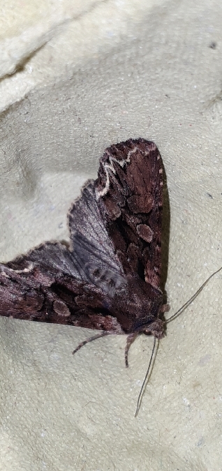 Lacanobia thalassina  - Melchior Viallet
