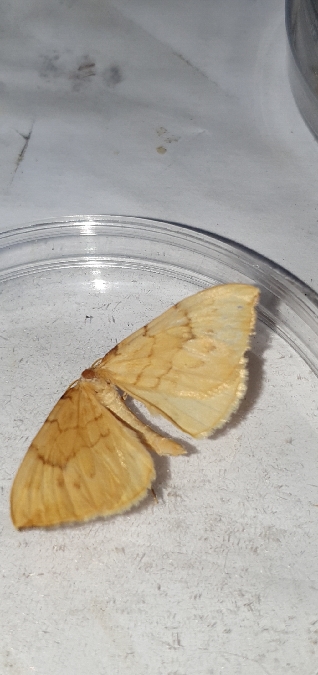 Gandaritis pyraliata  - Melchior Viallet