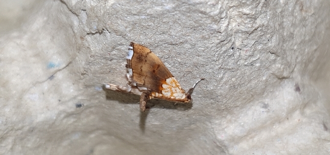 Agrotera nemoralis  - Melchior Viallet