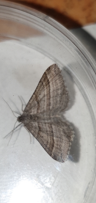 Phibalapteryx virgata  - Melchior Viallet