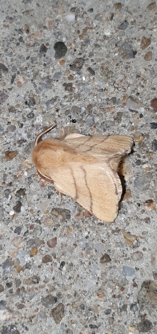 Bombyx à livrée  - Melchior Viallet