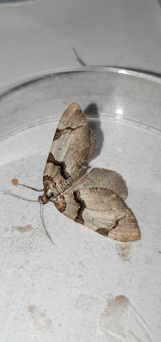 Anticlea derivata  - Melchior Viallet