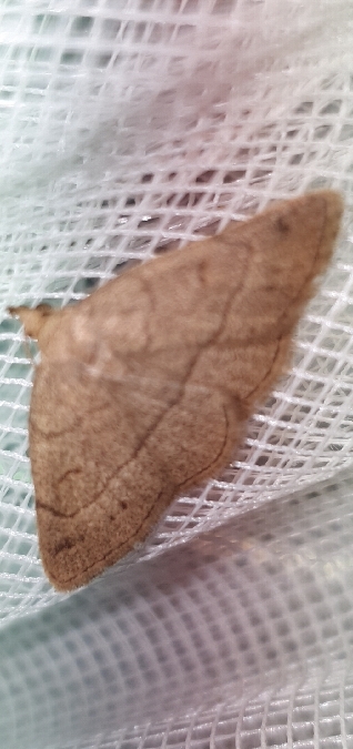 Paracolax tristalis  - Melchior Viallet