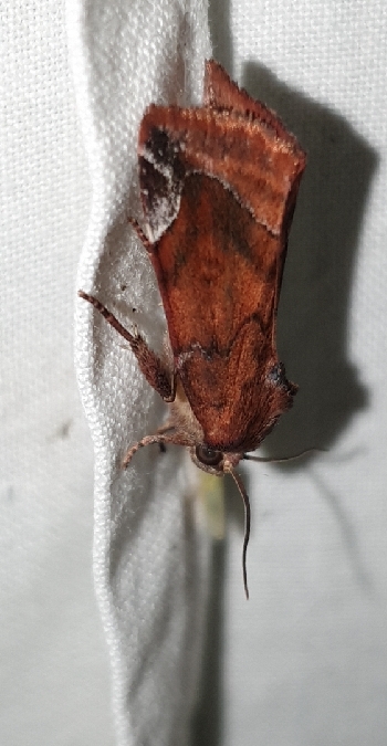 Cosmia pyralina  - Melchior Viallet