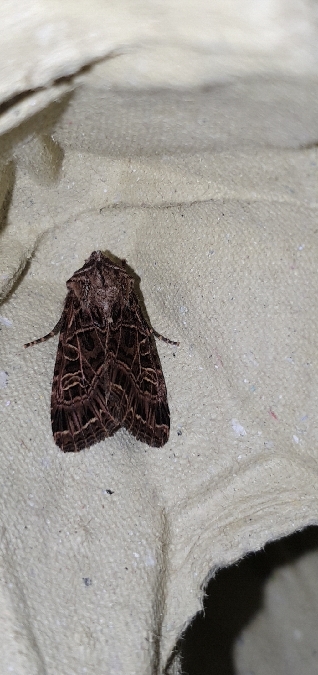 Sideridis reticulata  - Melchior Viallet
