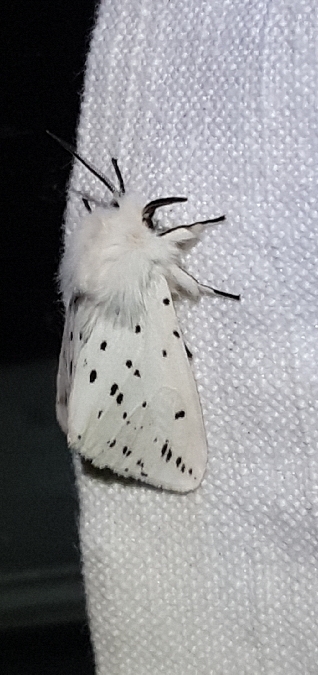 Ecaille tigrée  - Melchior Viallet