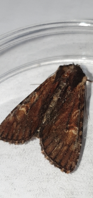 Apamea crenata  - Melchior Viallet