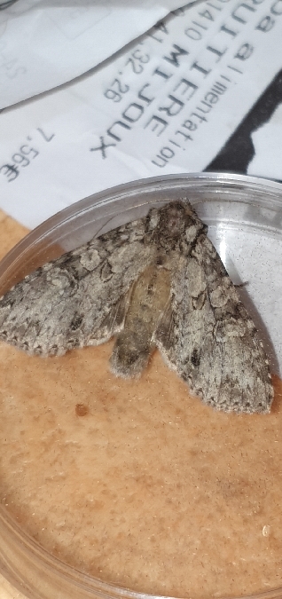 Polia nebulosa  - Melchior Viallet