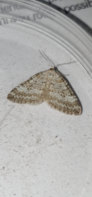 Perizoma albulata  - Melchior Viallet