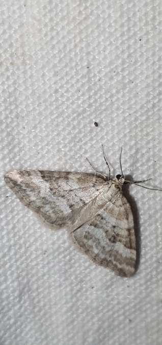 Perizoma albulata  - Melchior Viallet