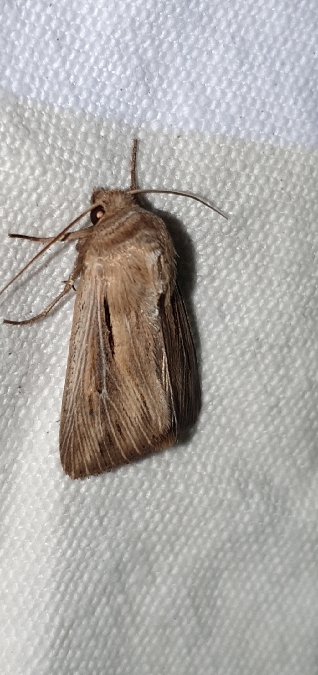 Leucania comma  - Melchior Viallet