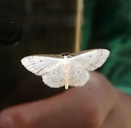 Idaea biselata  - Thomas Lux