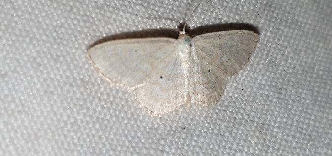 Scopula immutata  - Melchior Viallet