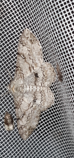 Ascotis selenaria  - Melchior Viallet