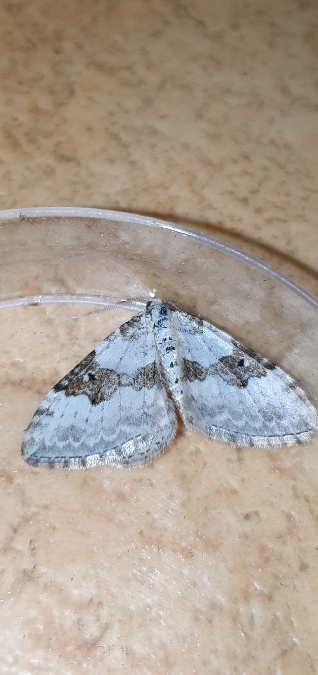 Xanthorhoe montanata  - Melchior Viallet