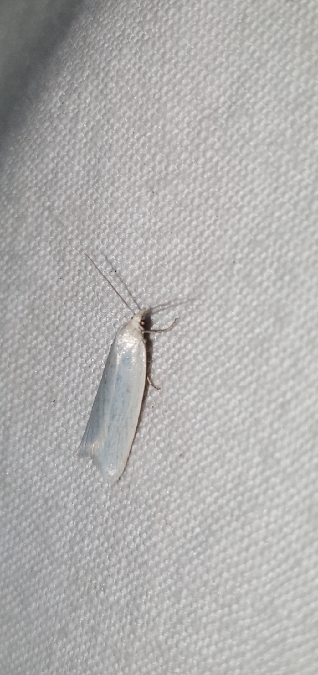 Eana argentana  - Melchior Viallet