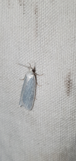 Eana argentana  - Melchior Viallet