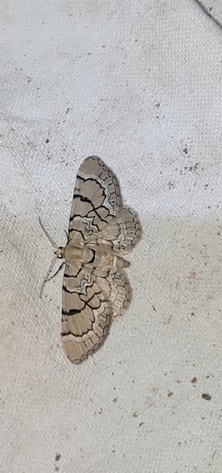 Eupithecia venosata / schiefereri  - Melchior Viallet