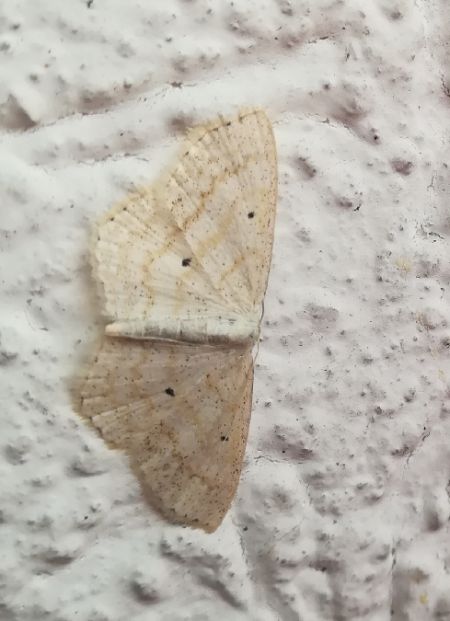 Scopula immutata  - Thomas Lux
