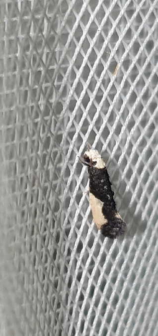 Monopis monachella  - Melchior Viallet