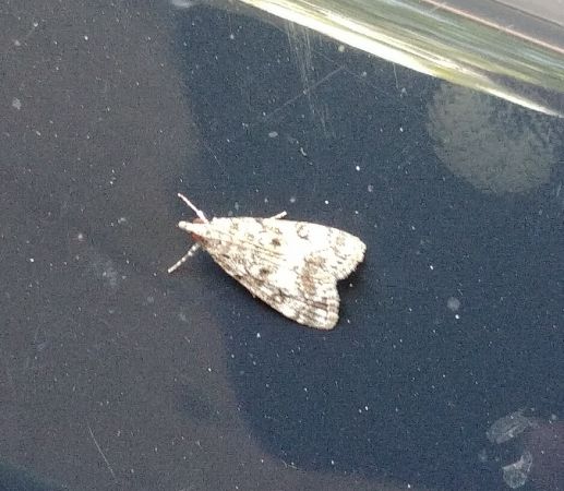 Eudonia lacustrata 