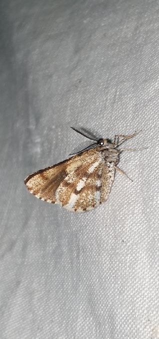 Bupalus piniaria  - Melchior Viallet
