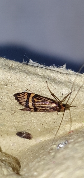 Nemophora degeerella  - Melchior Viallet