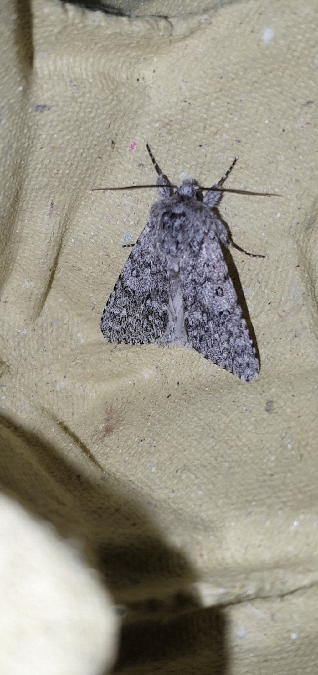 Acronicta euphorbiae  - Melchior Viallet