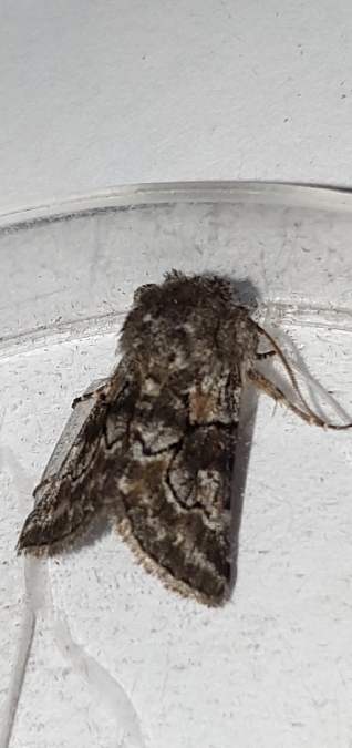 Cleonymia yvanii  - Melchior Viallet