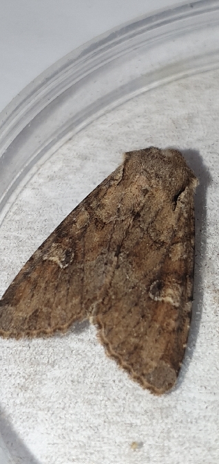 Apamea sordens  - Melchior Viallet