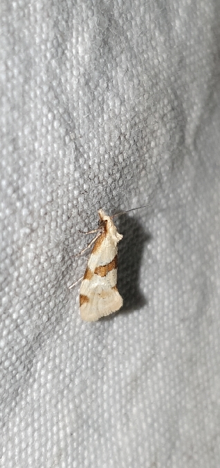 Aethes cnicana  - Melchior Viallet