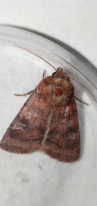 Diarsia rubi  - Melchior Viallet
