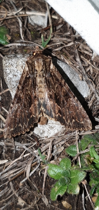 Apamea monoglypha  - Melchior Viallet