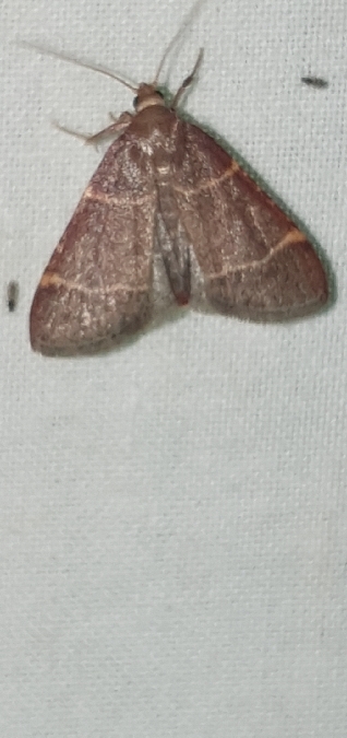 Hypsopygia glaucinalis  - Melchior Viallet