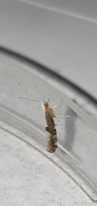 Argyresthia spinosella  - Melchior Viallet