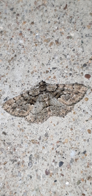 Peribatodes ilicaria  - Melchior Viallet