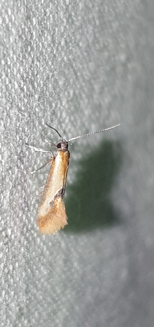 Batia internella  - Melchior Viallet
