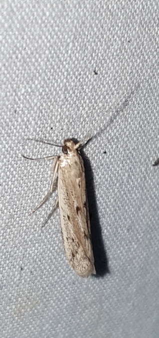 Homoeosoma nebulella  - Melchior Viallet
