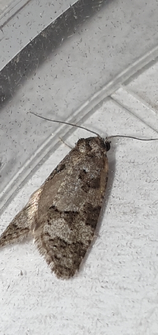 Cnephasia stephensiana  - Melchior Viallet