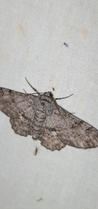 Ascotis selenaria  - Melchior Viallet