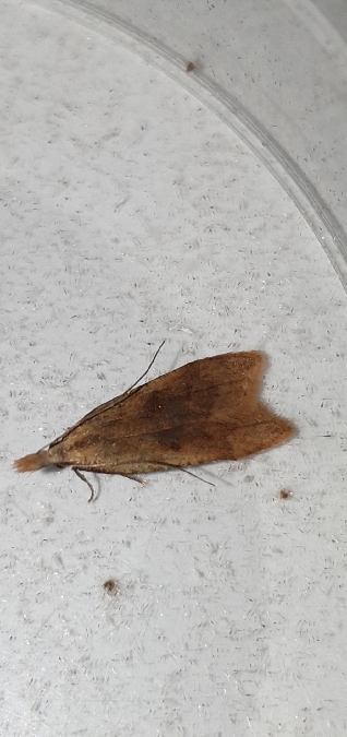 Dichomeris derasella  - Melchior Viallet