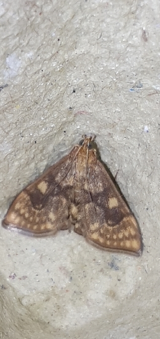 Anania verbascalis  - Melchior Viallet