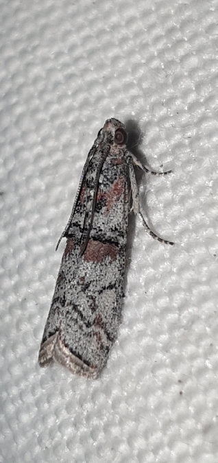 Pempelia turturella  - Melchior Viallet