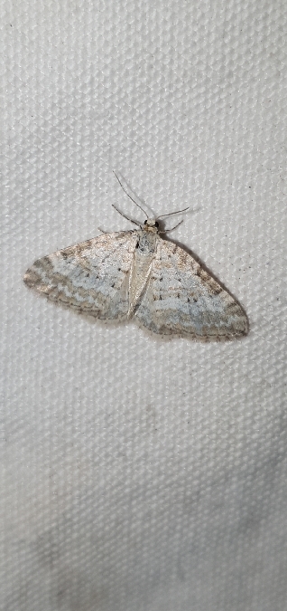 Perizoma albulata  - Melchior Viallet