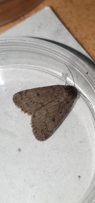 Athetis pallustris  - Melchior Viallet