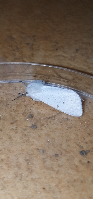 Ecaille de l'Ortie  - Melchior Viallet