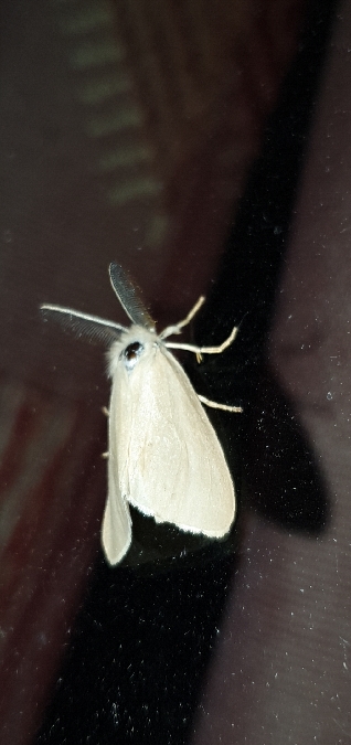 Laelia coenosa  - Melchior Viallet